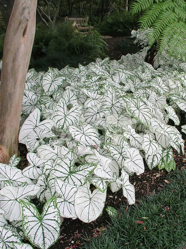 Candidum Caladium