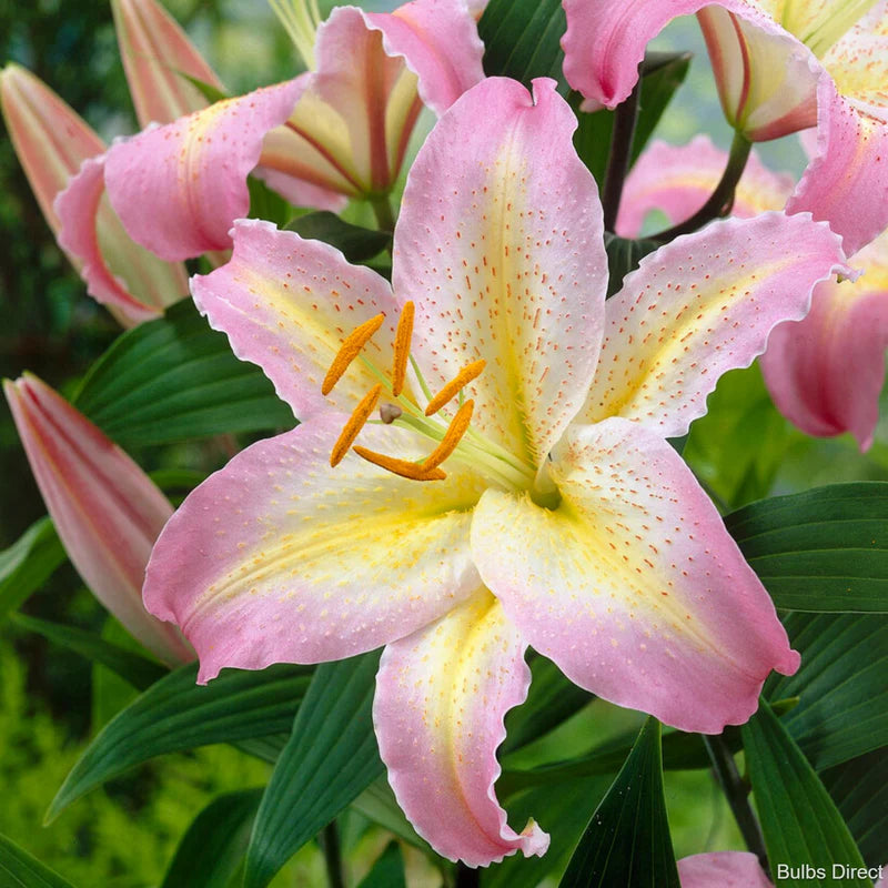 Captain Tricolore Oriental Lily