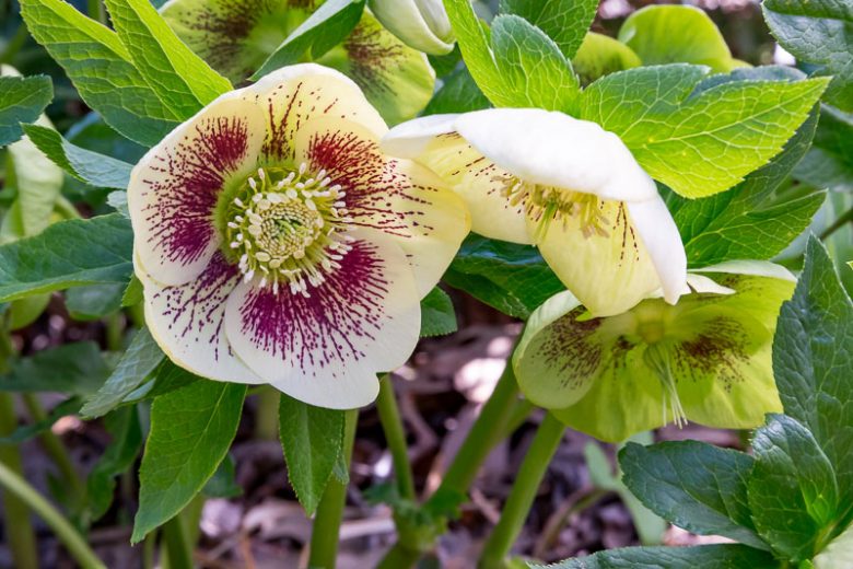 Hellebore orientalis White Lady Spotted