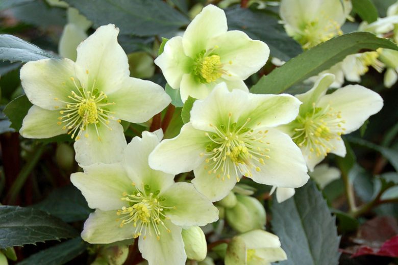 Hellebore Honeyhill Joy