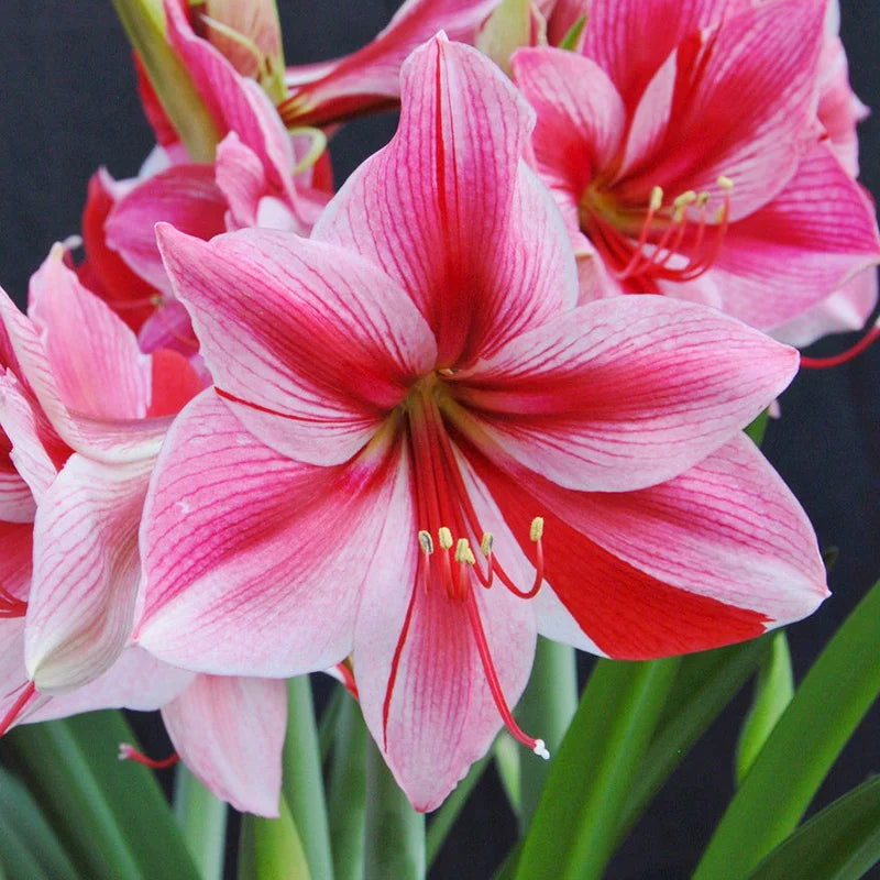 Gervase Dutch Amaryllis Bulbs