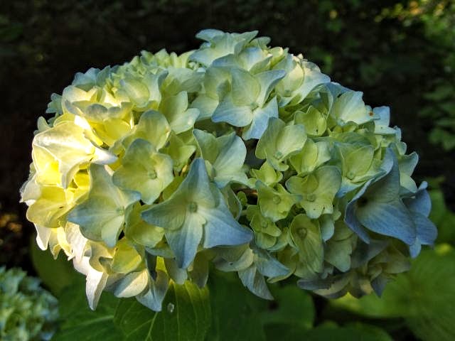 Hydrangea macrophylla Nikko Blue