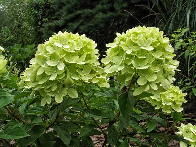 Hydrangea paniculata Jane Little Lime