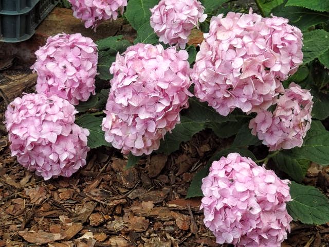Hydrangea macrophylla All Summer Beauty