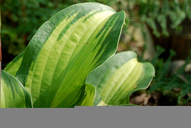 Island Breeze Hosta Plant