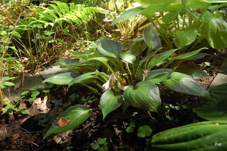 Justine Hosta Plant