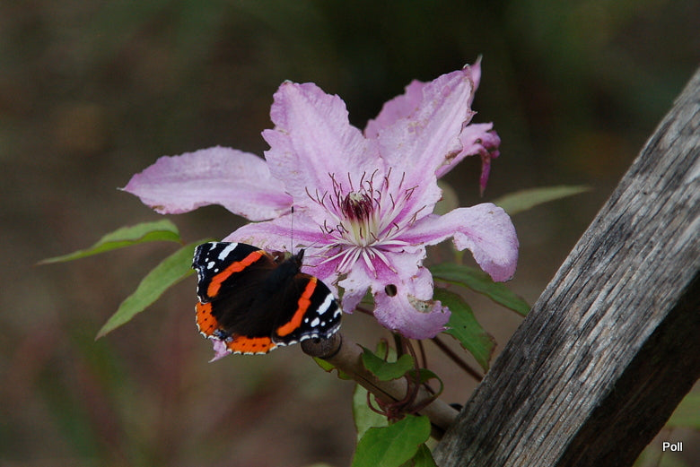 Hagley Hybrid Clematis Vine – EVERGREEN