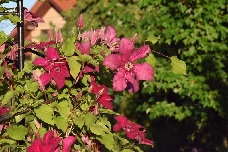 Kardynal Wyszynski Clematis Vine