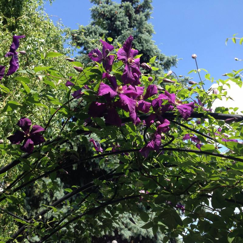 Jackmanii Clematis Vine