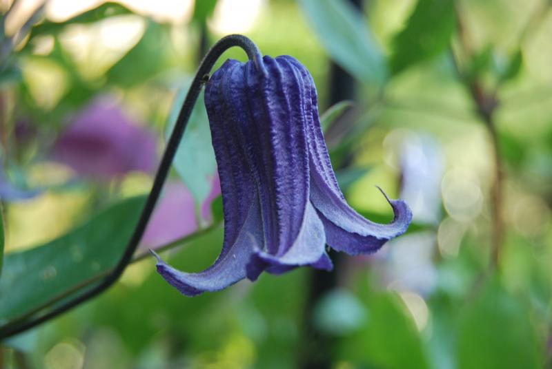 Integrifolia Rooguchi Clematis Vine