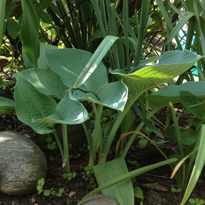 True Blue Hosta Plant