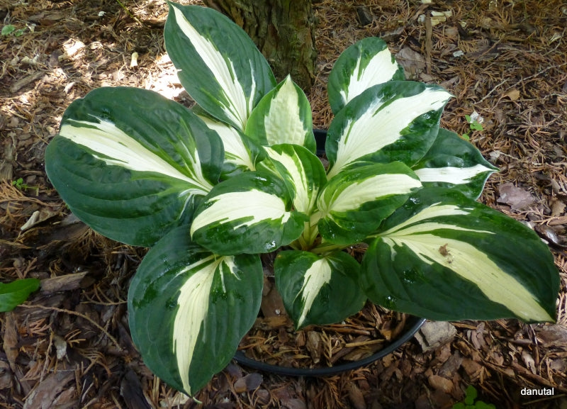 Vulcan Hosta Plant