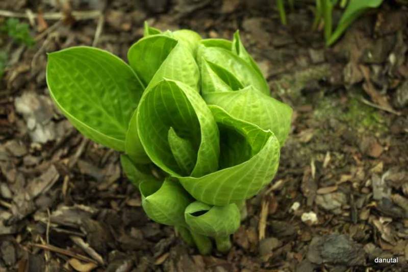 Rainforest Sunrise Hosta Plant