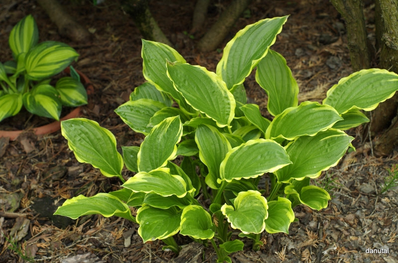 So Sweet Hosta Plant