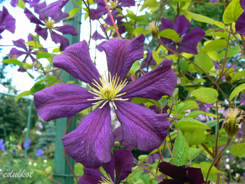 Etoile Violette Clematis Vine