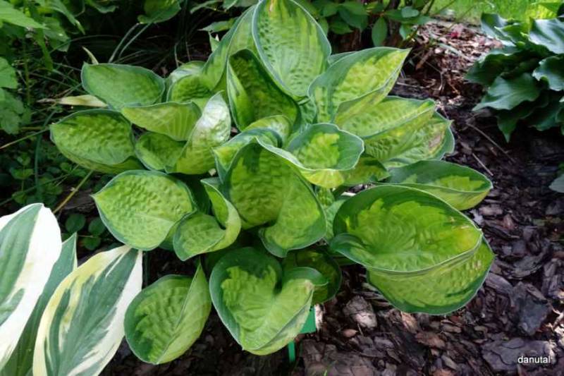 Sunset Grooves Hosta Plant