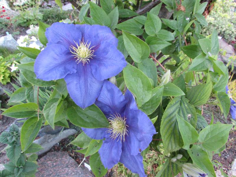 General Sikorski Clematis Vine