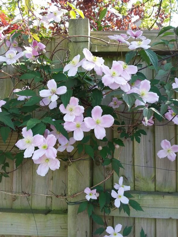 Montana Rubens Clematis Vine