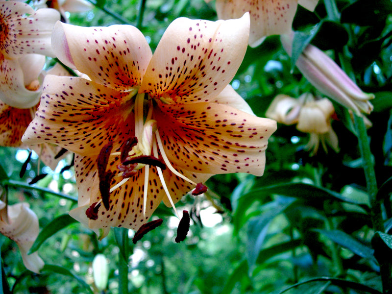 Tiger Babies Tiger Lily