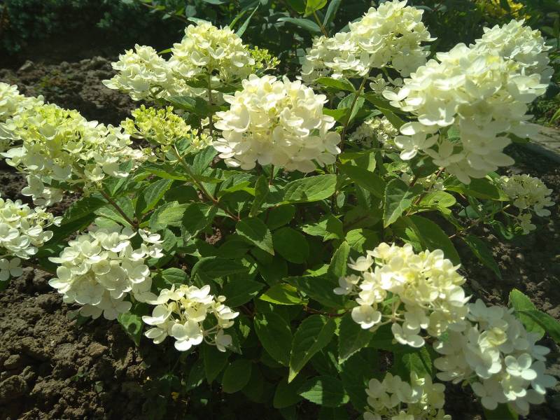 Hydrangea paniculata Bombshell