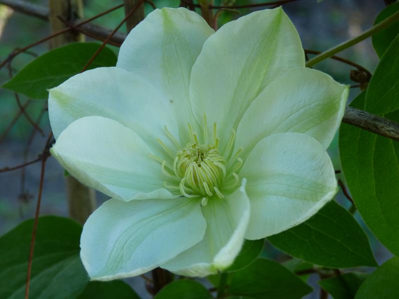 Guernsey Cream Clematis Vine