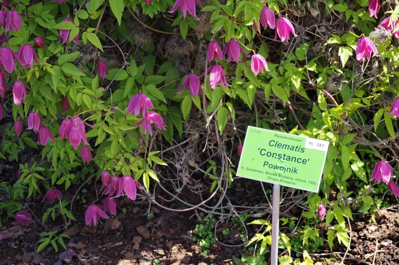 Clematis Alpina ‘Constance’ Vine