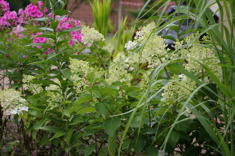 Hydrangea paniculata ILVOBO Bobo