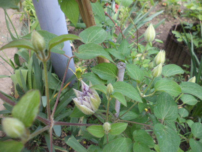 Piilu Clematis Vine