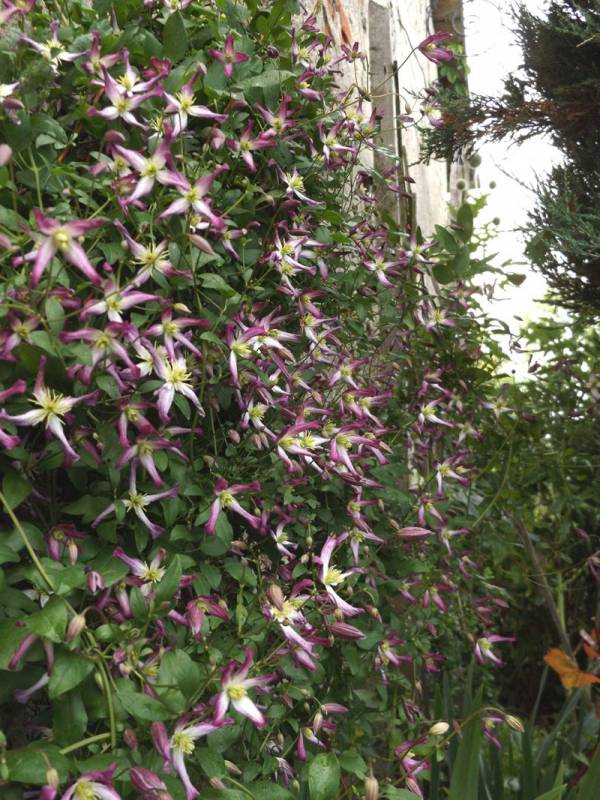 Triternata Rubromarginata Clematis Vine