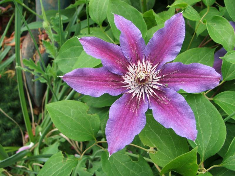 Fireworks Clematis Vine