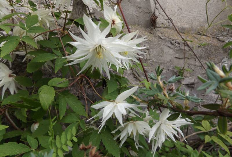 Florida Alba Plena Clematis Vine