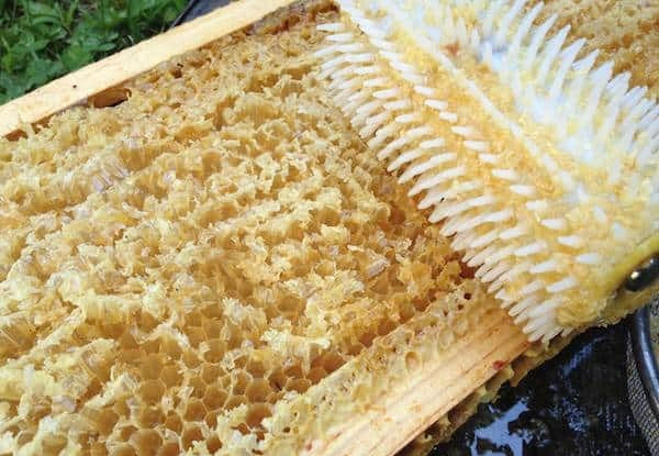 Honeycomb Uncapping Roller