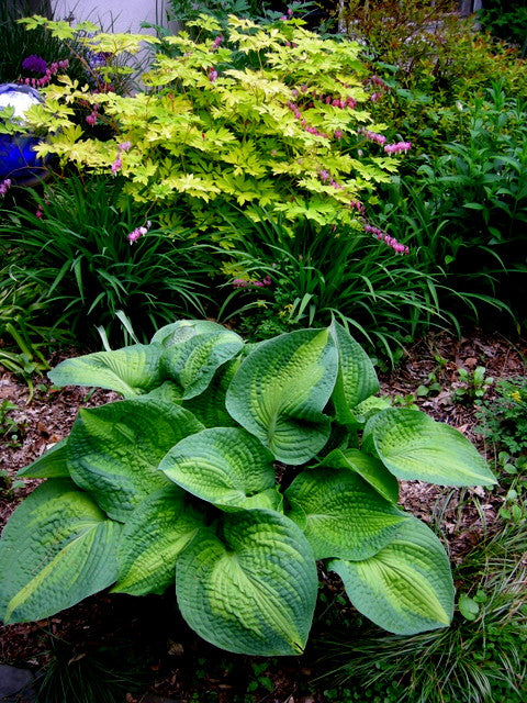 Brother Stephan Hosta Plant