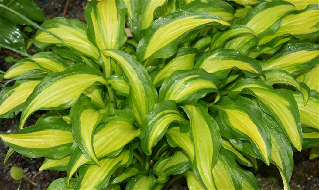 First Mate Hosta Plant