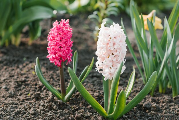 Jan Bos Hyacinth Bulbs