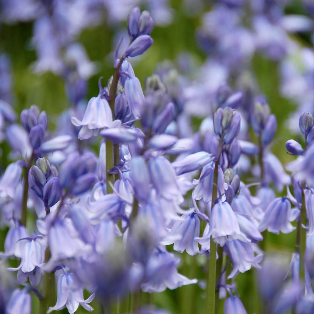Campanulata Blue Scilla Bulbs