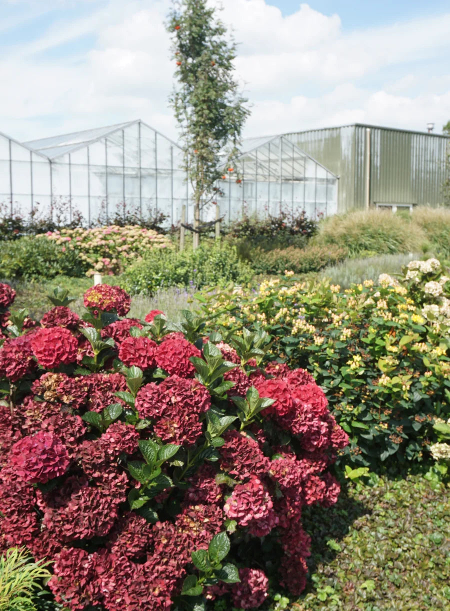 Hydrangea macrophylla Hortmagicri Magical Crimson
