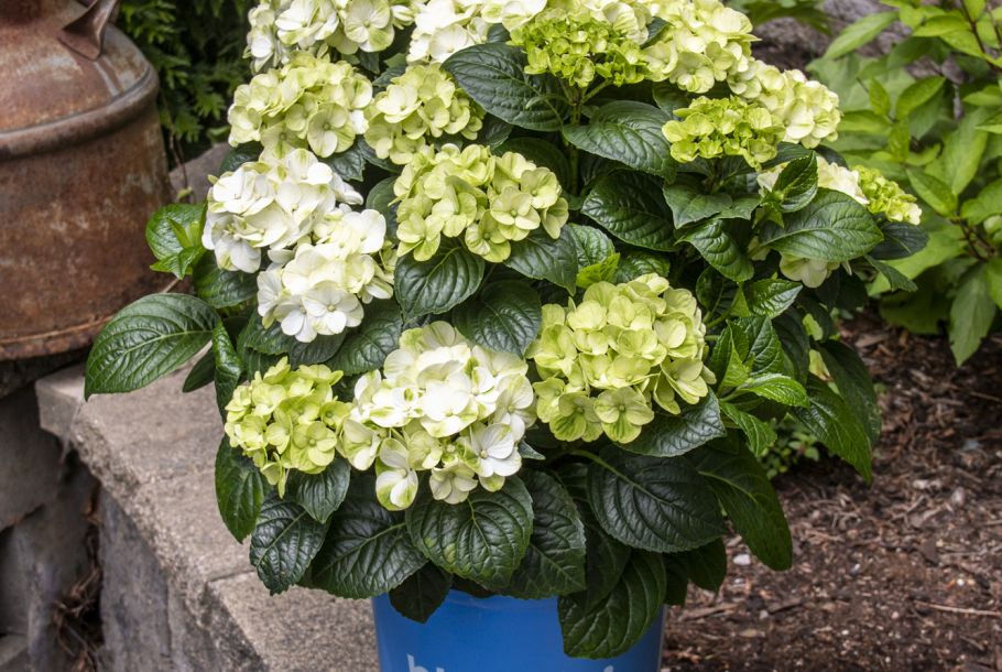 Hydrangea macrophylla Grin