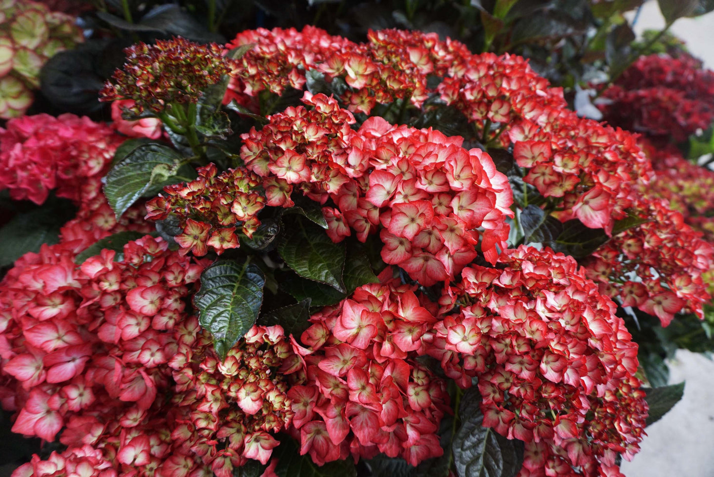 Hydrangea macrophylla Hokomabebos Kimono
