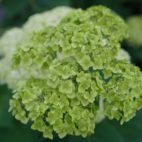 Hydrangea arborescens SMNHRL Invincibelle Sublime
