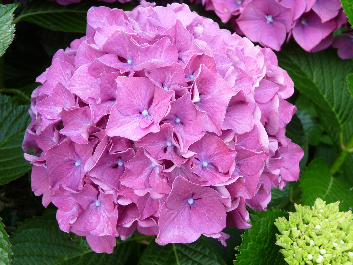 Hydrangea macrophylla Forever Pink