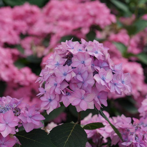 Hydrangea macrophylla x serrata SMNHSI Let’s Dance Can Do