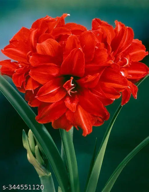 Blitzen Prepared Amaryllis Bulbs