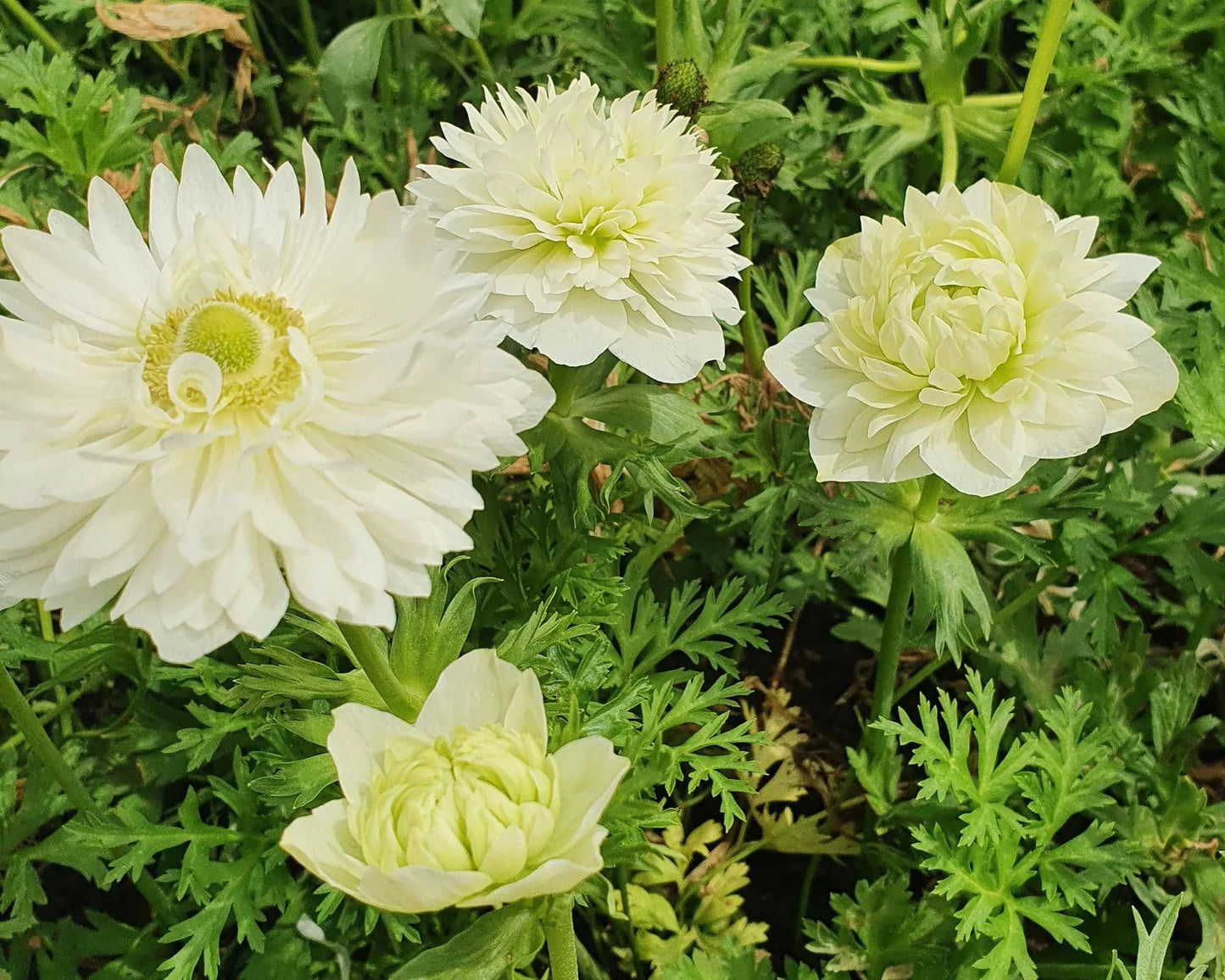 Fullstar White Anemone Tubers