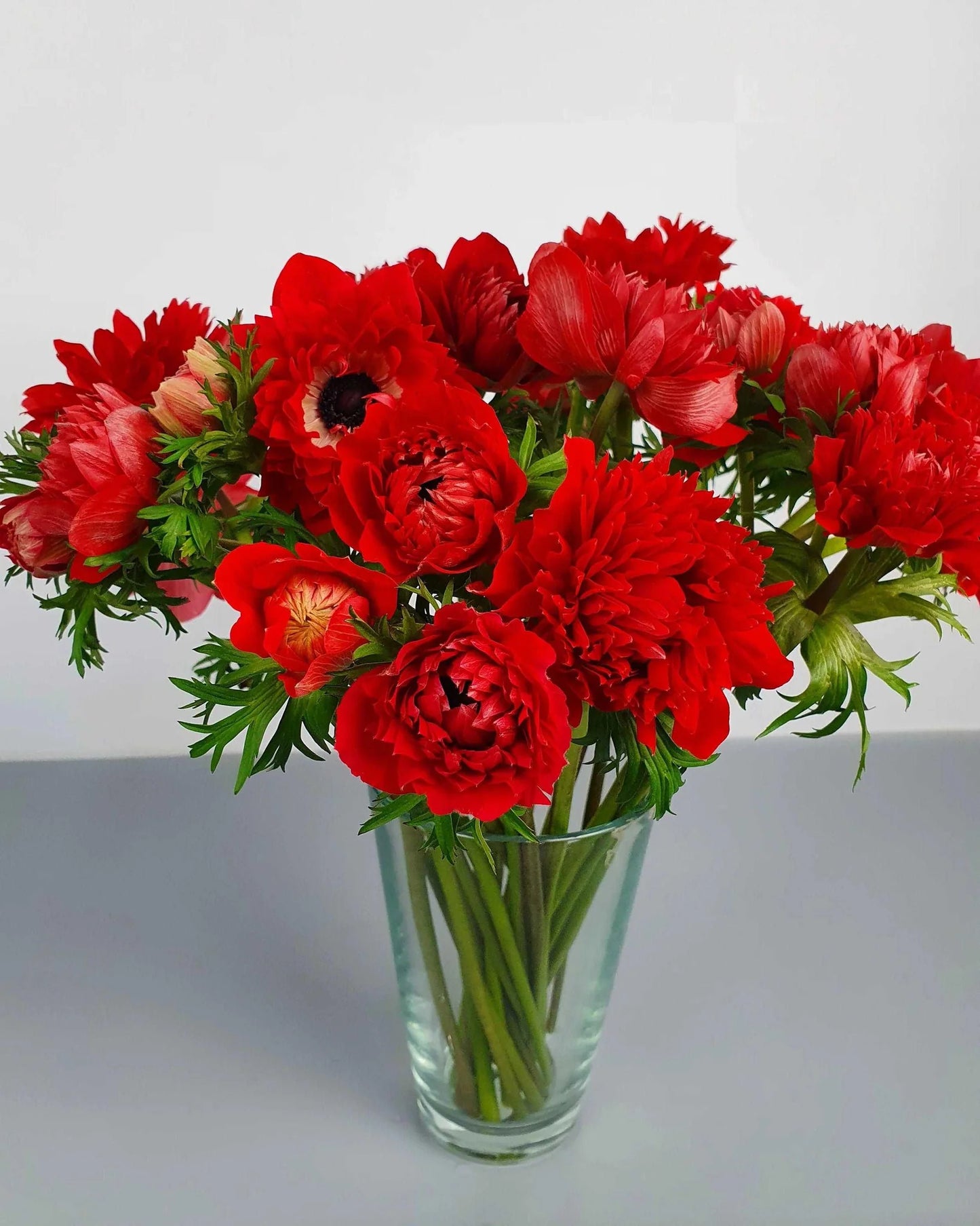 Fullstar Red Anemone Tubers