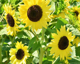 Sunrich Lemon Sunflower Seeds online shopping