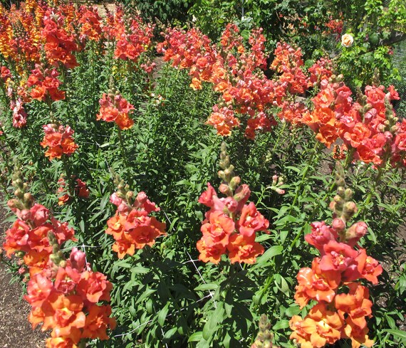 Potomac Orange F1 Snapdragon Seeds online shopping