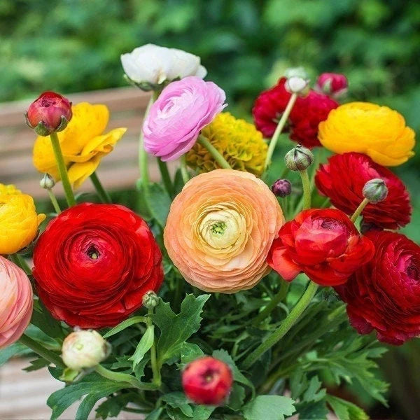Mixed Ranunculus Corms