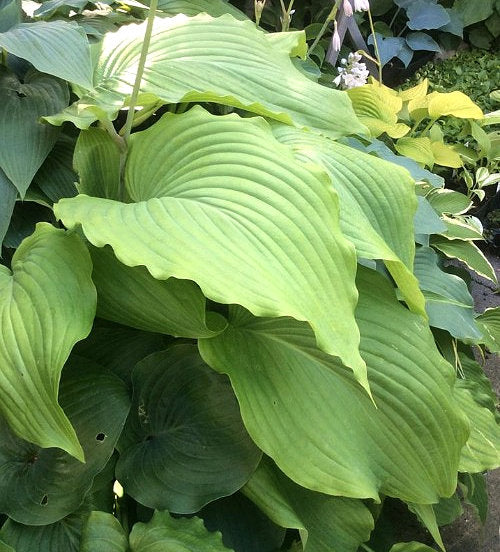 Valley’s Himitsu Hosta Plants online shopping