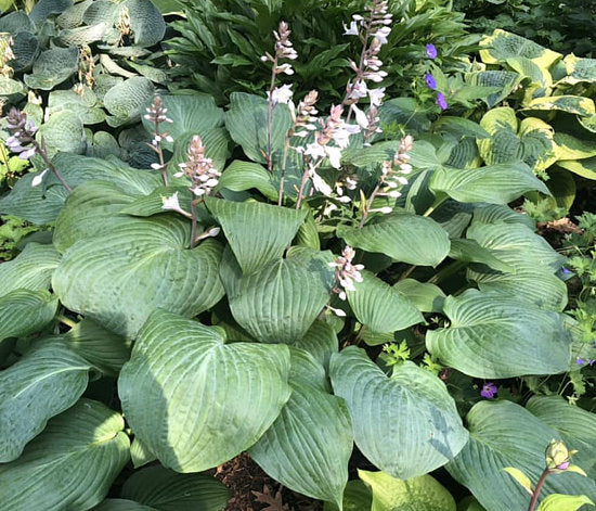 Florence Nightingale Hosta Plants online shopping